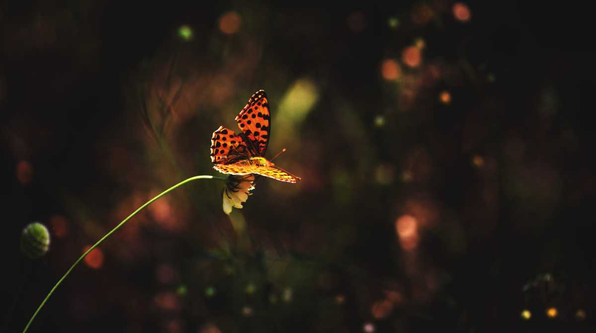 flower wallpaper