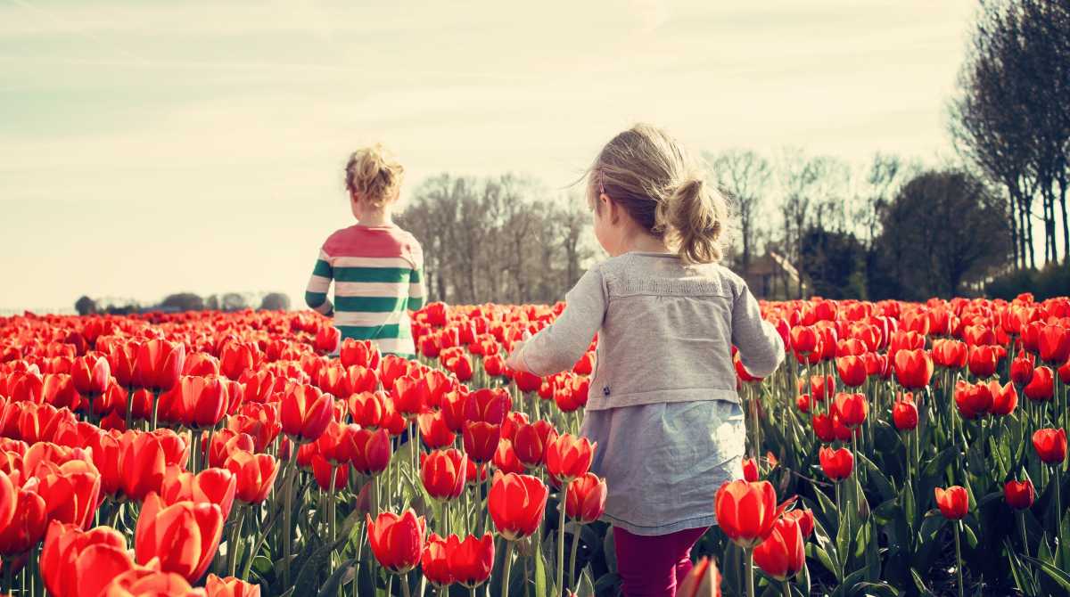 flower wallpaper