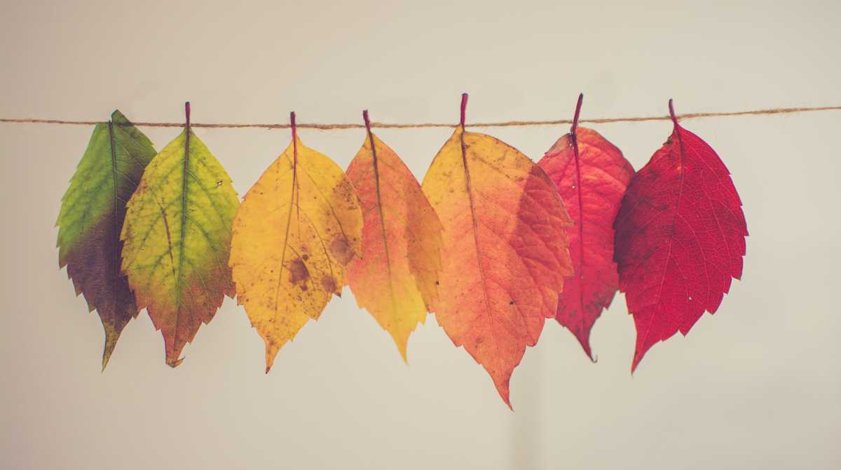 Leafs