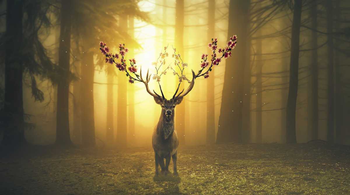 HD 4K deer Desktop Wallpapers