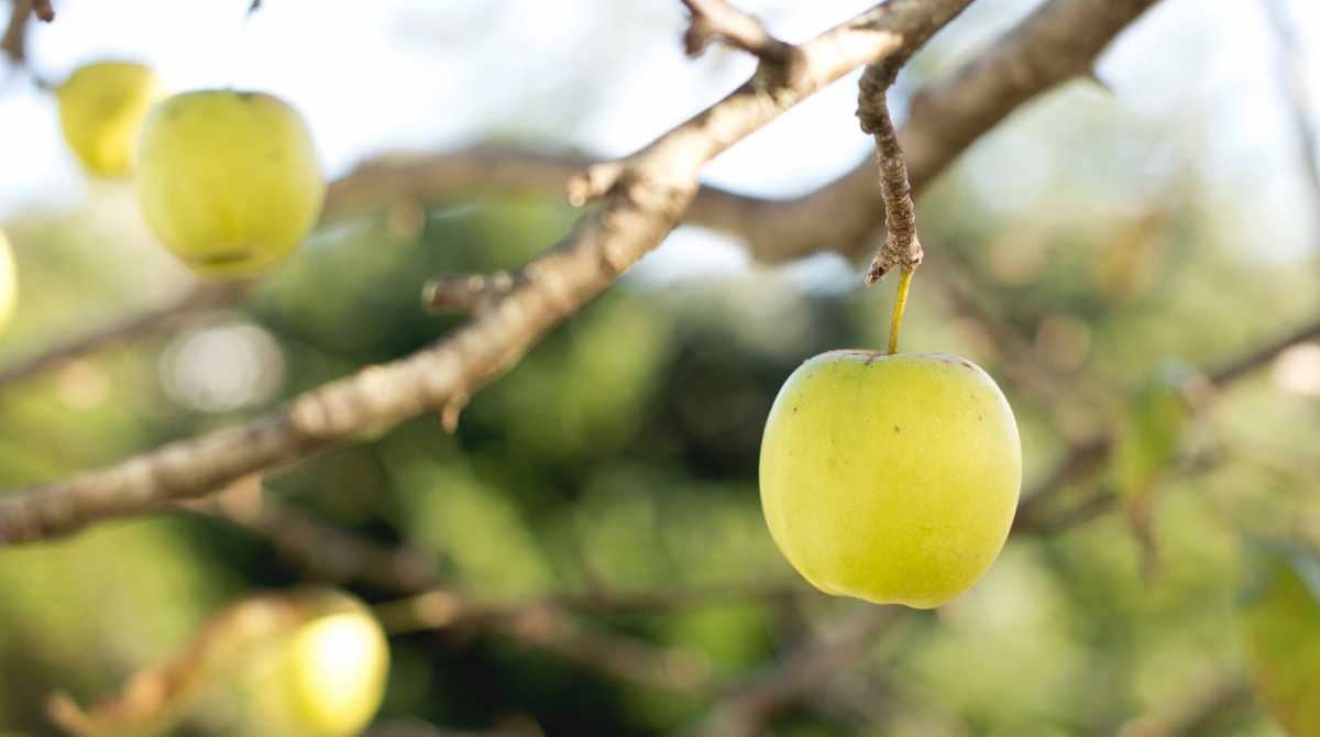 fruit wallpaper