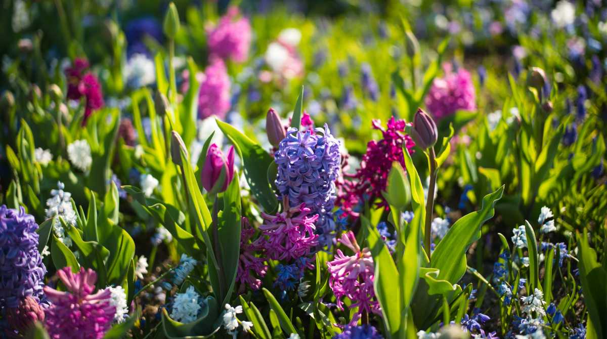 flower wallpaper