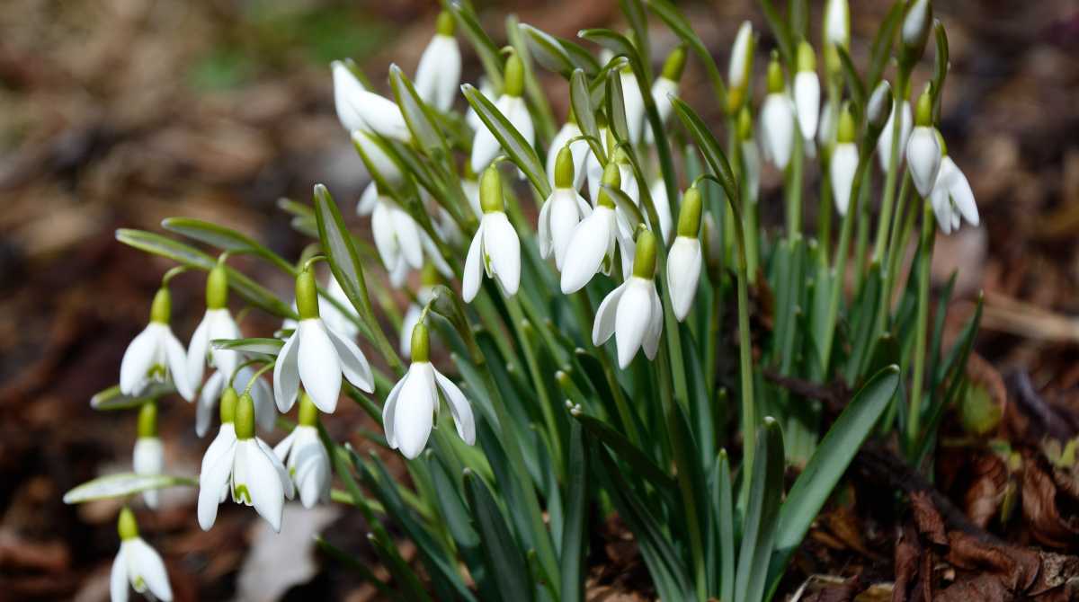 flower wallpaper