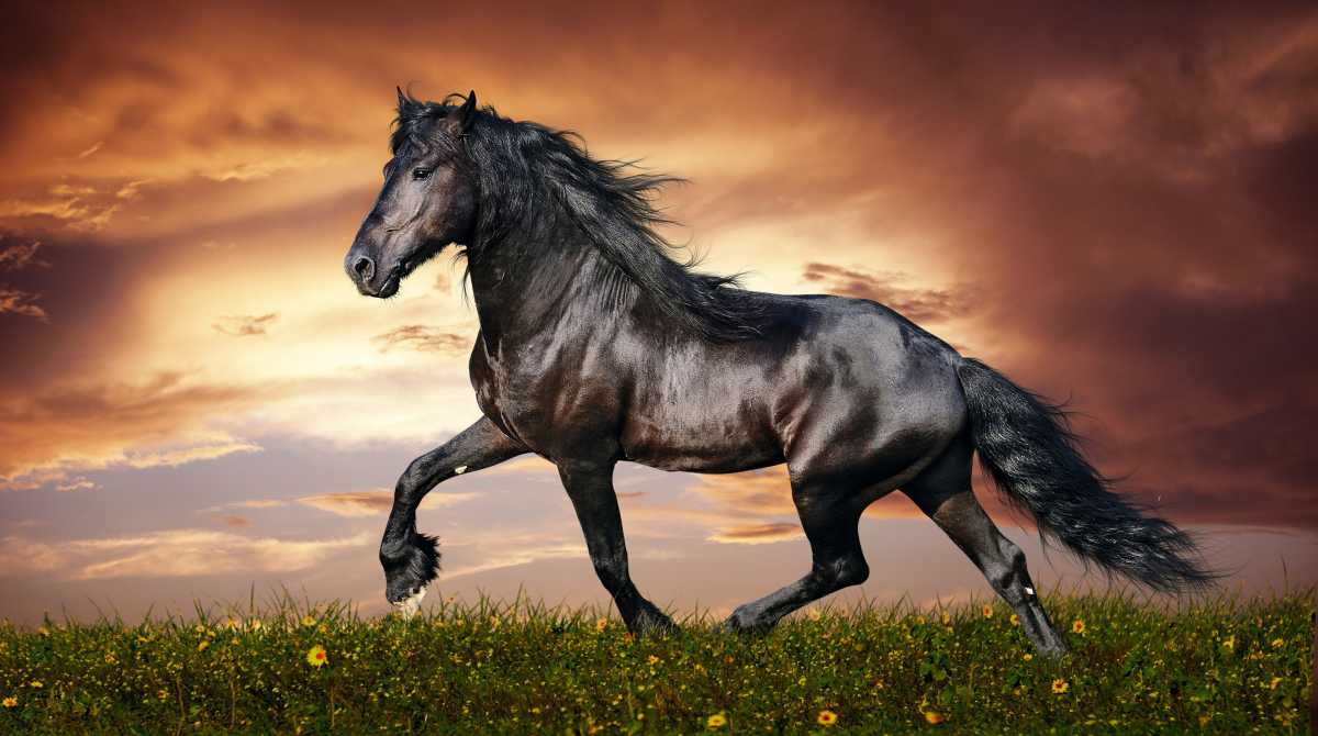 horse