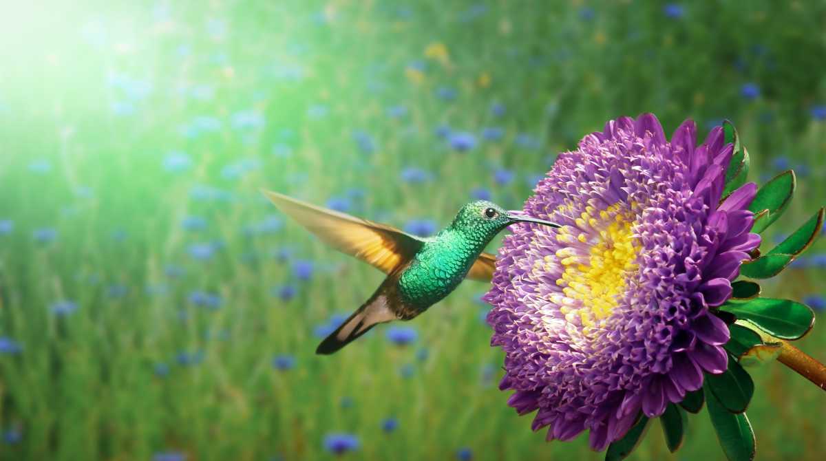 flowers wallpaper