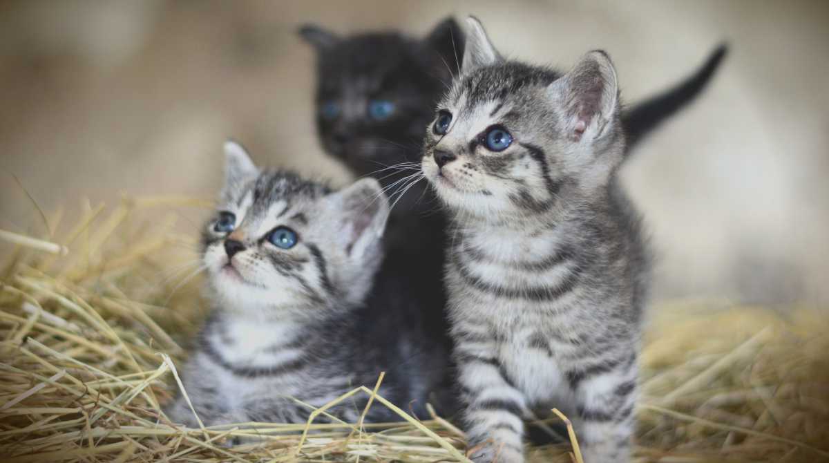 cute wallpaper