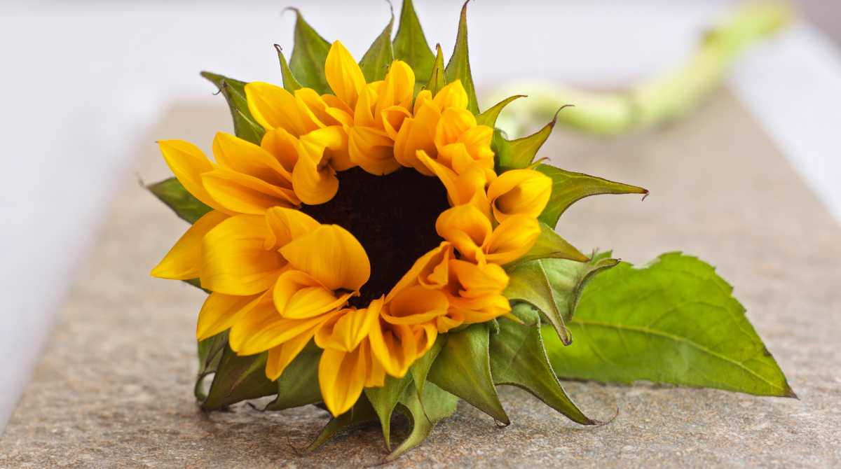 flowers wallpaper