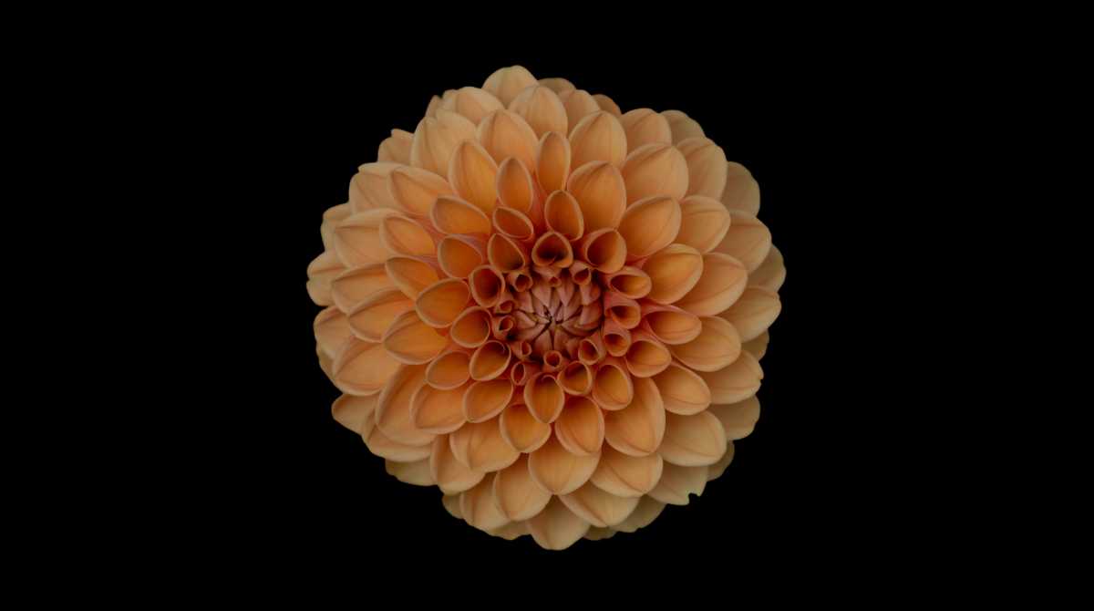 flowers wallpaper