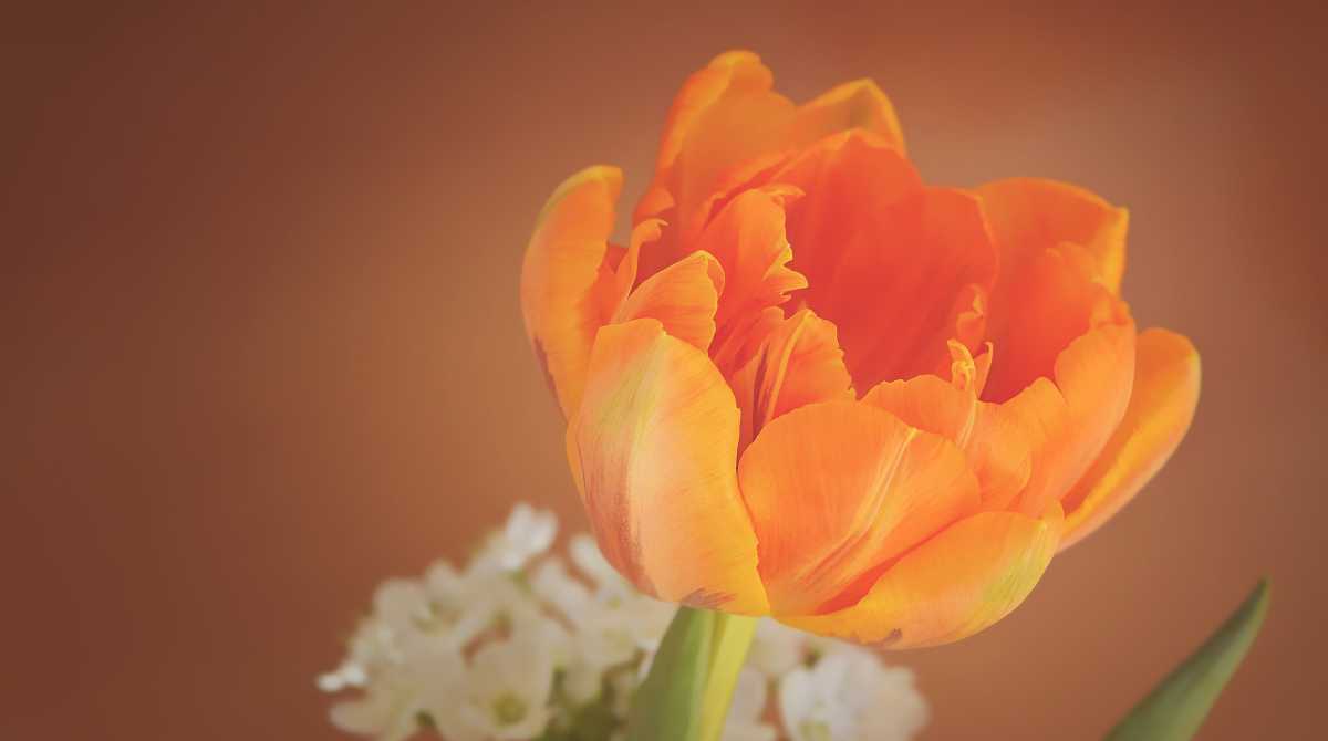 flowers wallpaper