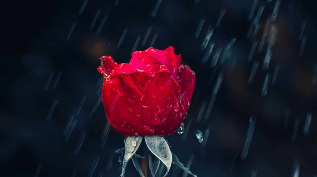 flowers wallpaper