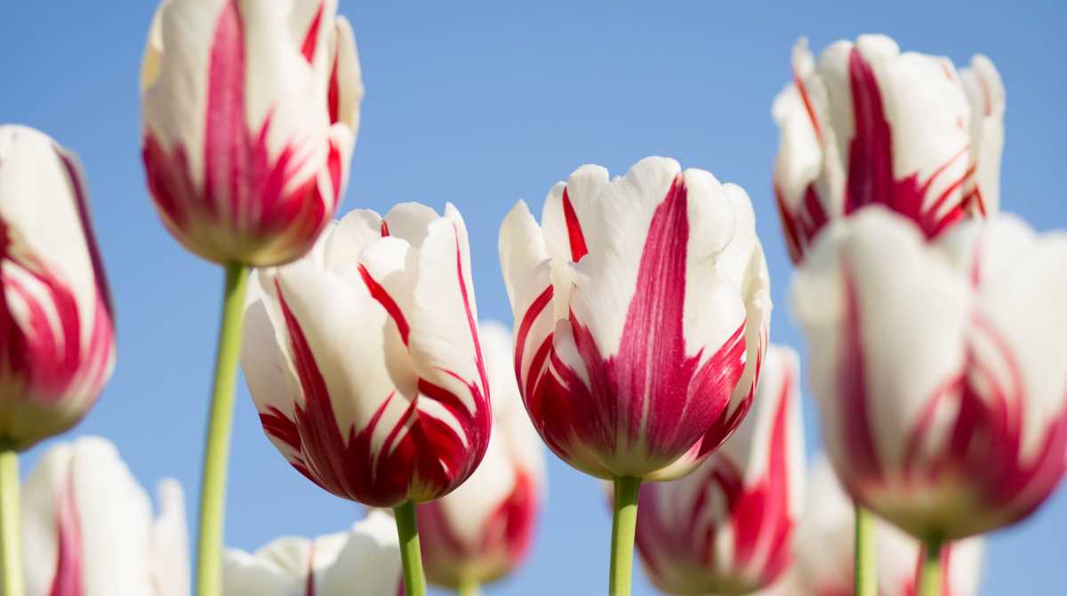 flowers wallpaper