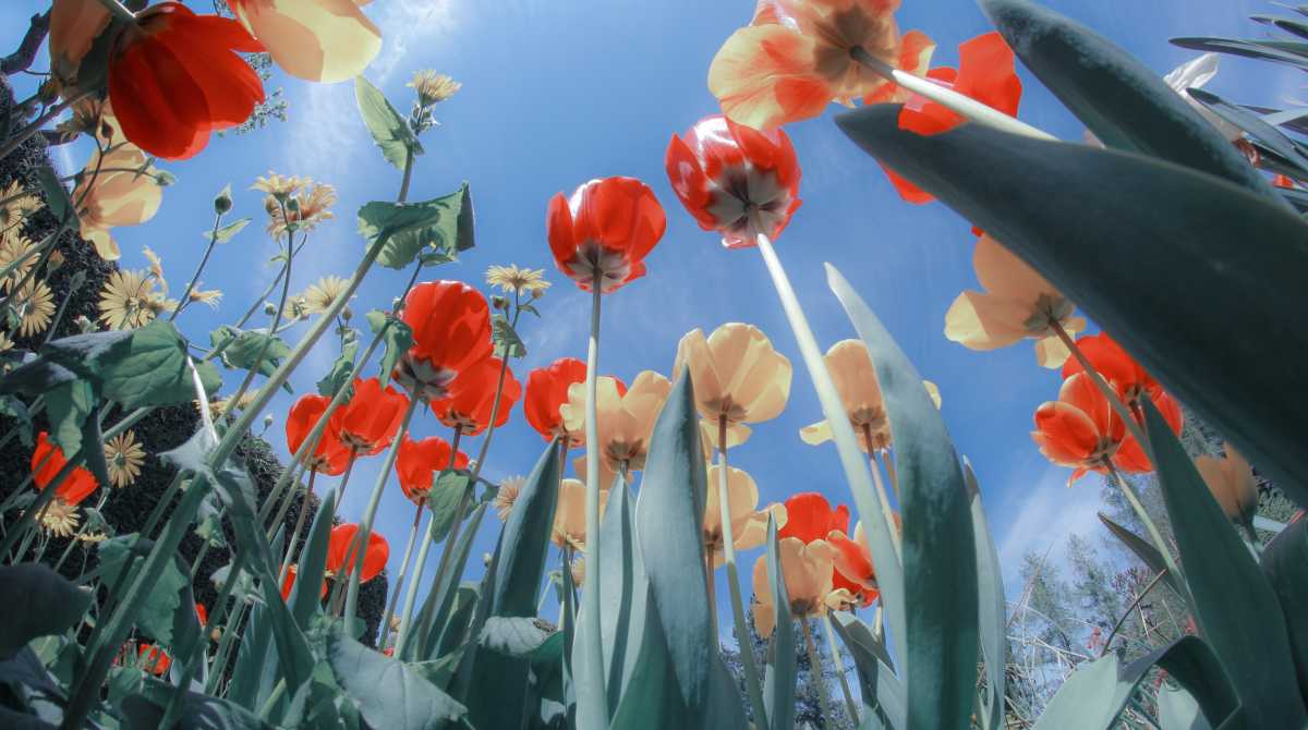 flowers wallpaper