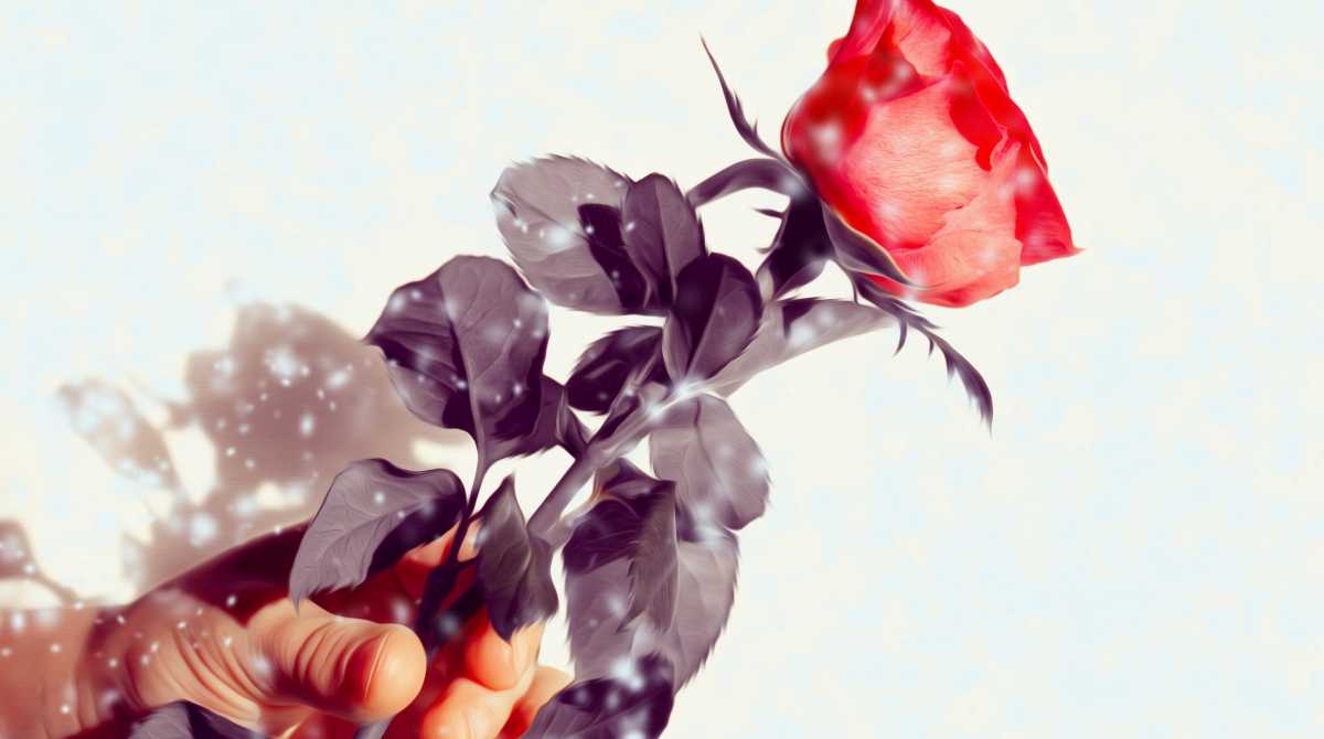 flowers wallpaper