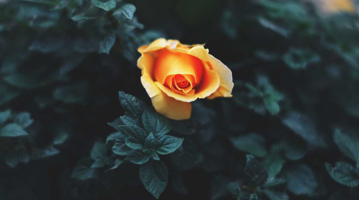 flowers wallpaper