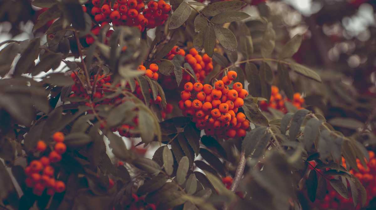 fruit wallpaper