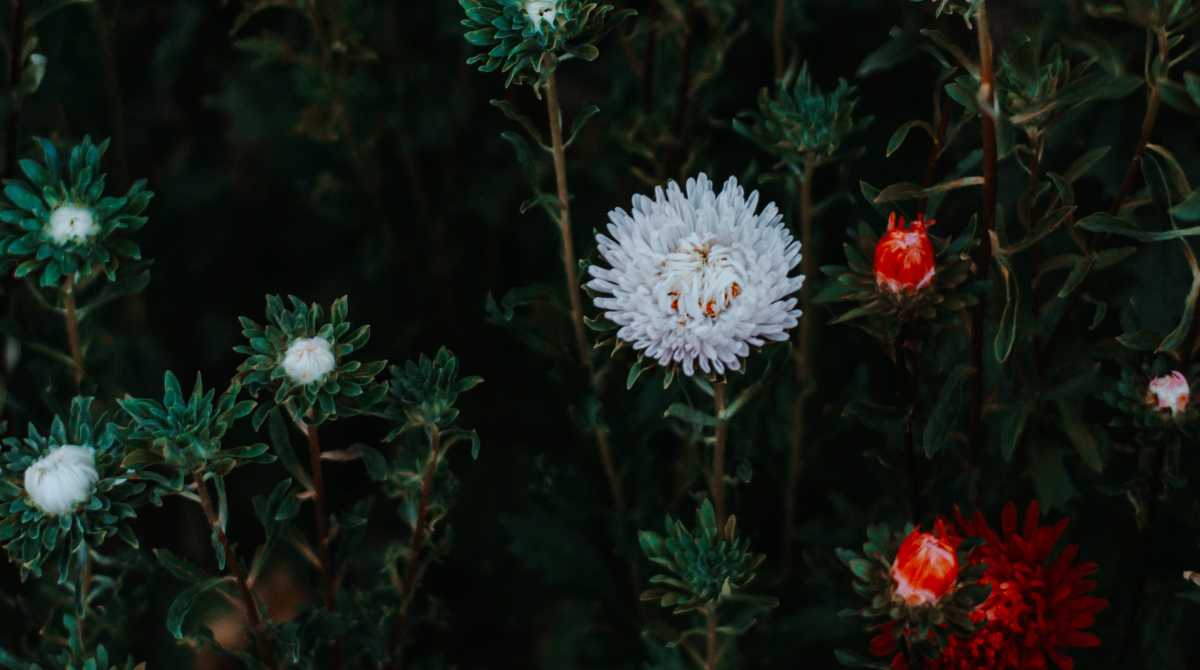 flowers