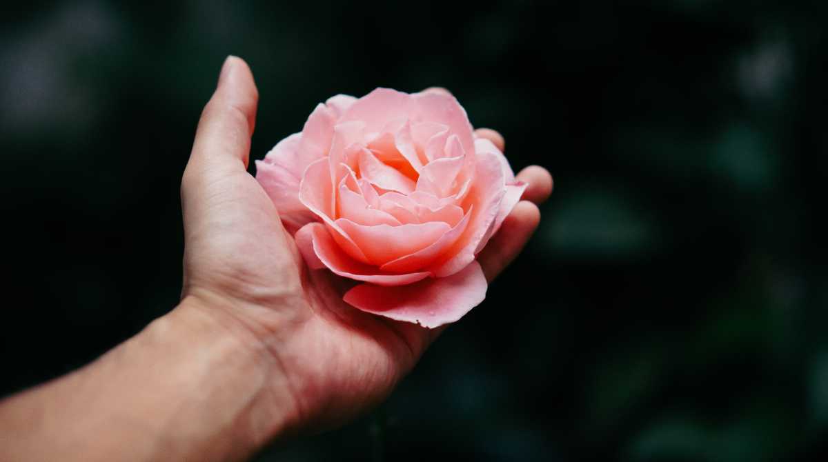 flowers wallpaper