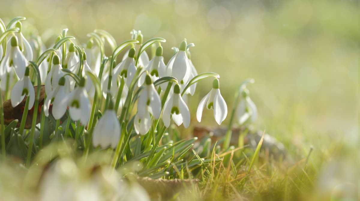 flowers wallpaper