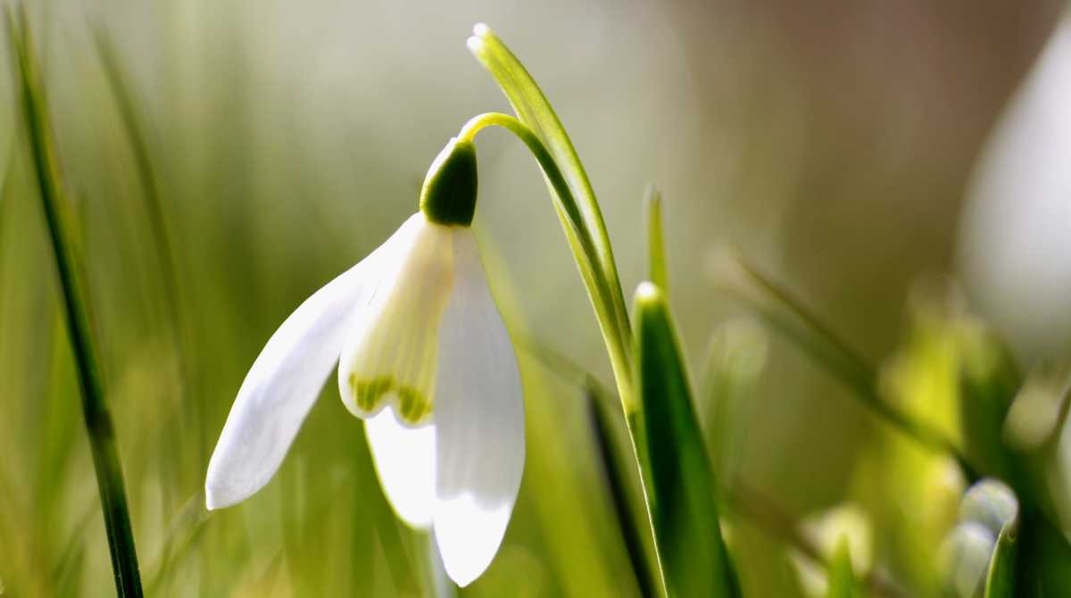flowers wallpaper