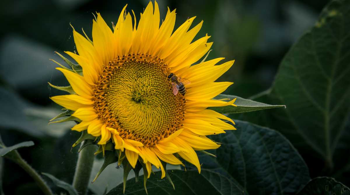 sunflower