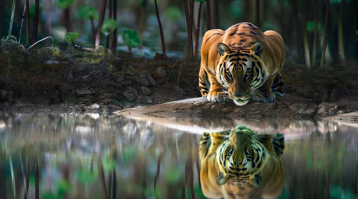 tiger