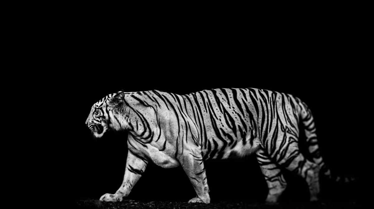 tiger