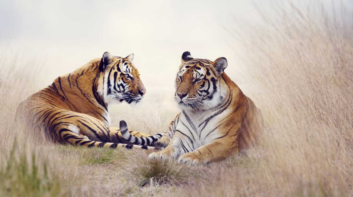 tiger