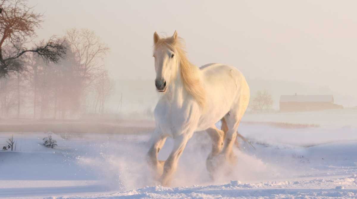 Free download Beautiful Wallpapers For Desktop Horse wallpapers hd  1600x1000 for your Desktop Mobile  Tablet  Explore 77 Beautiful Horse  Wallpapers  Horse Wallpapers Horse Background Horse Backgrounds
