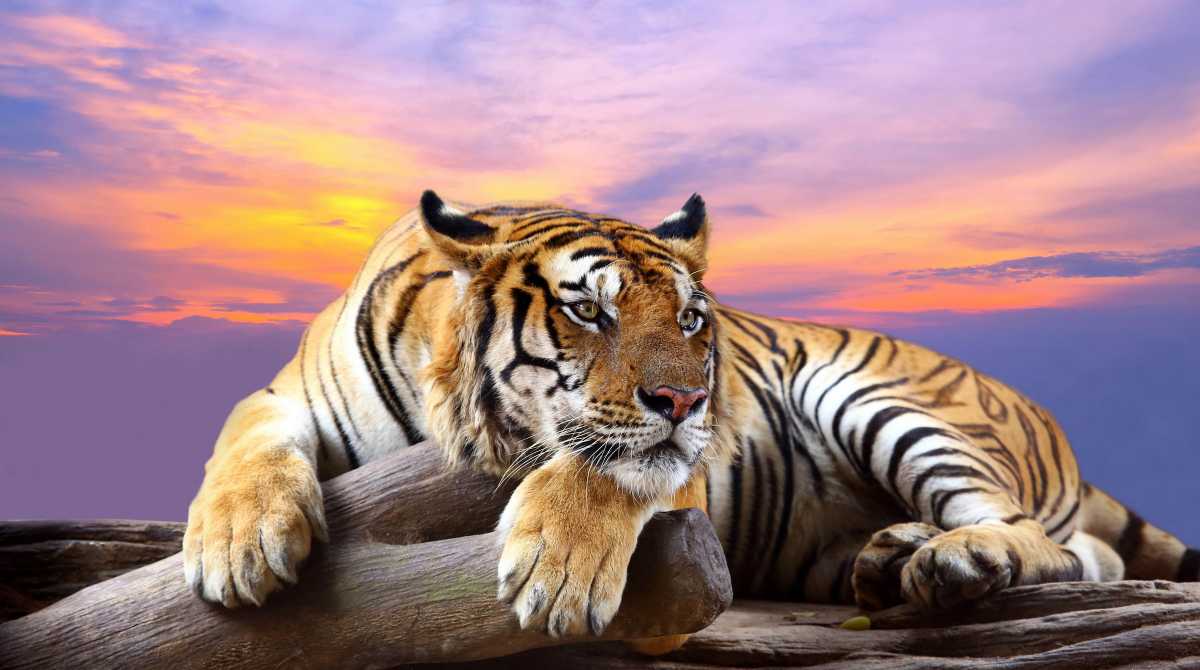 tiger
