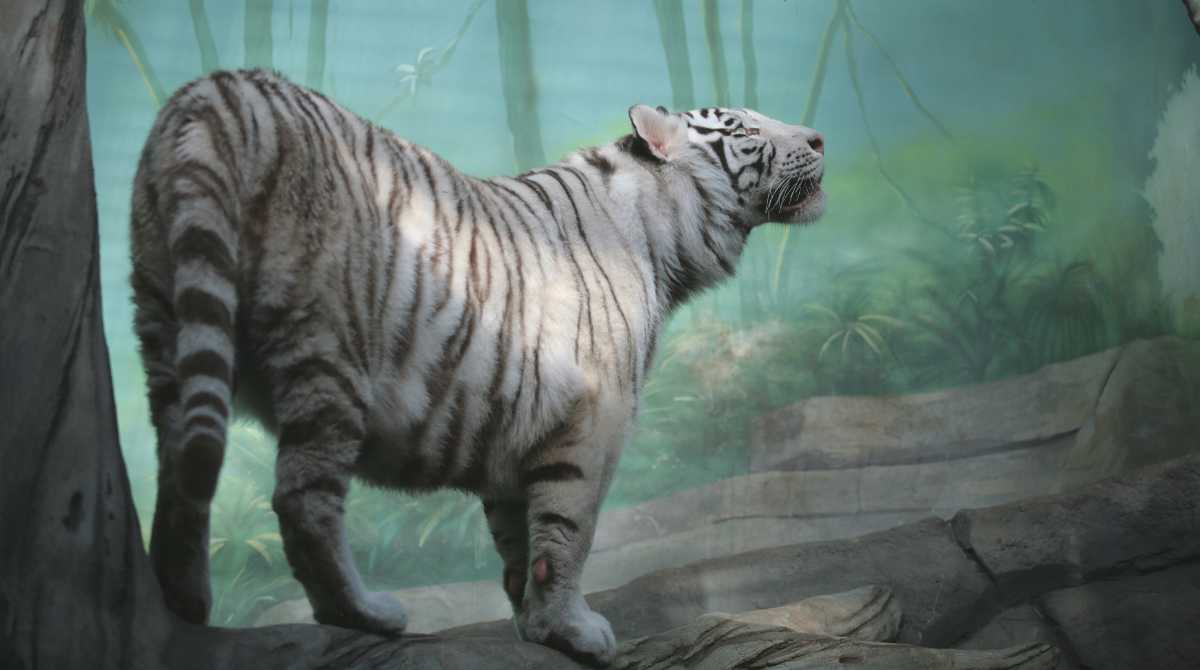 tiger