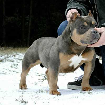 Pit bull