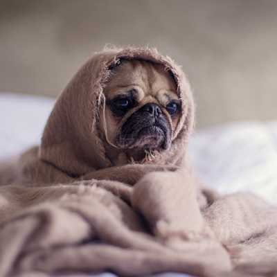 Sad Dog