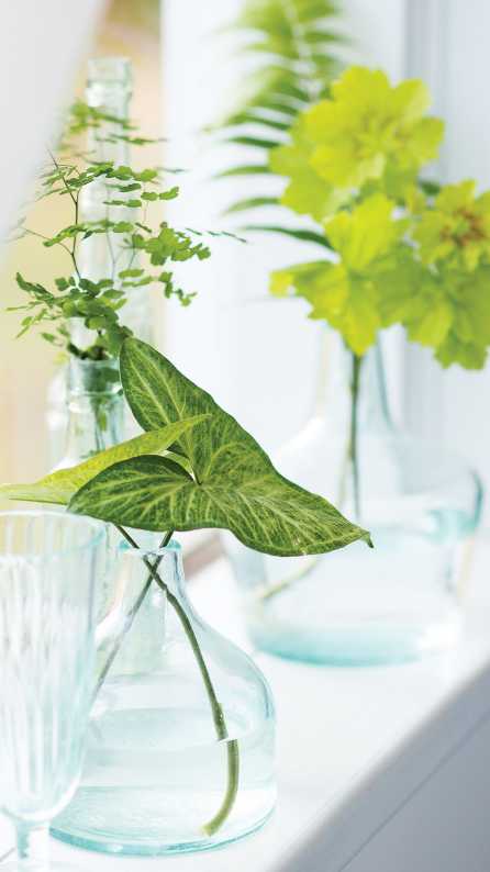 plants
