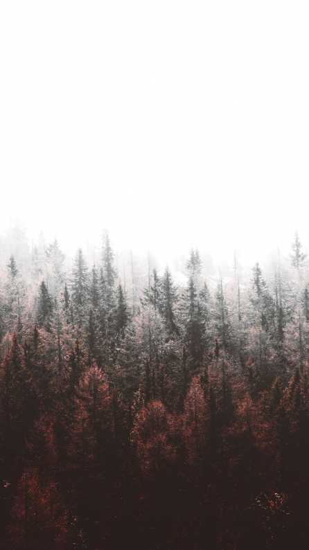 trees