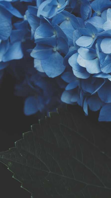 452670 4K, dark, blue, minimalism, flowers, petals, black - Rare Gallery HD  Wallpapers