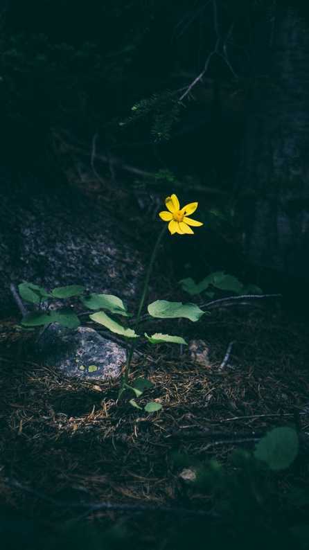 flower