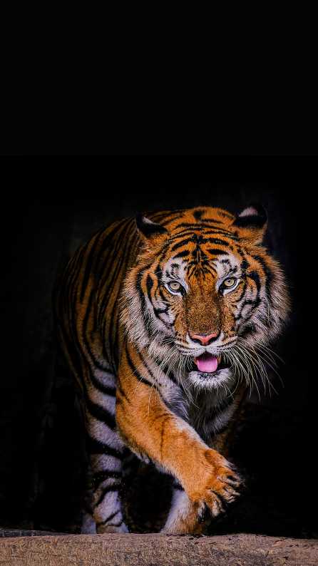 Top 93+ about tiger wallpaper hd for mobile 128 Tiger Phone Wallpaper Mobile Abyss