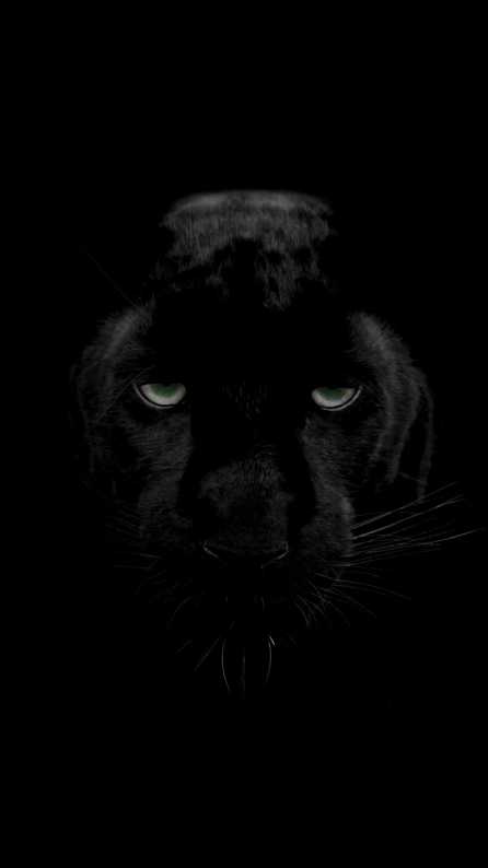 HD 4K green-eyes-black-panther Wallpapers for Mobile