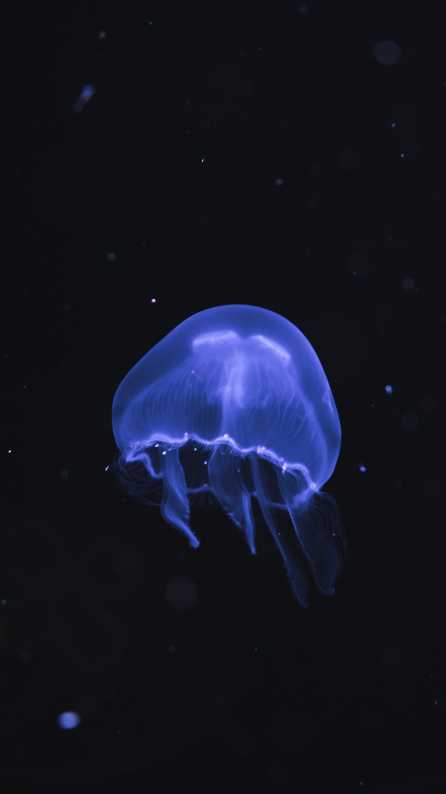 Underwater Jellyfish 4k 8k Wallpapers Hd Wallpapers Id 24253