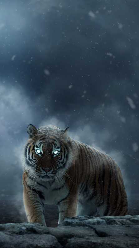 tiger mobile wallpaper