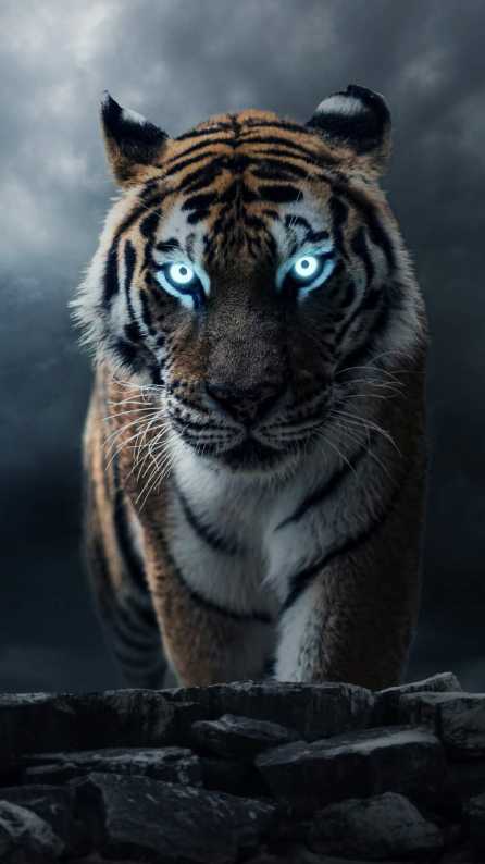tiger mobile wallpaper