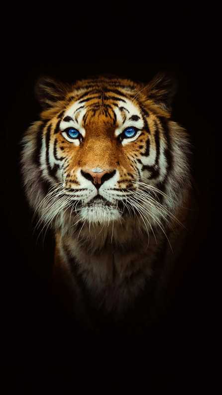 tiger mobile wallpaper