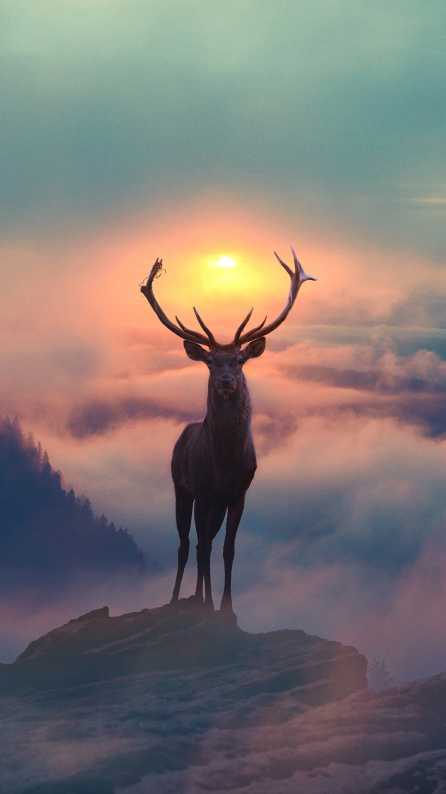 Aesthetic deer wallpaper