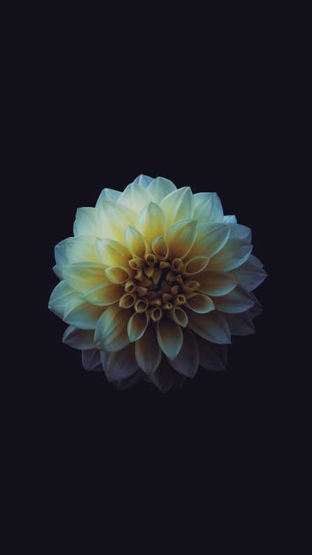 Flower Wallpaper iPhone Aesthetic Backgrounds - AnjaHome