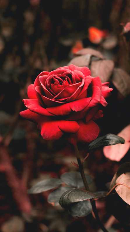 Flower Mobile wallpaper