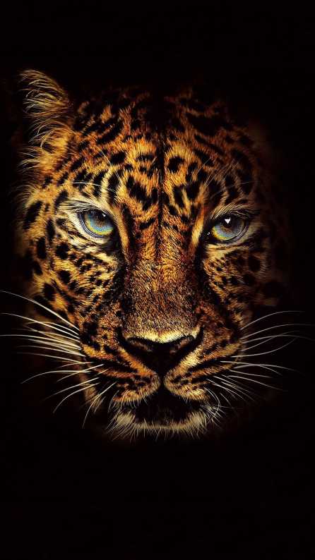 lion mobile wallpaper