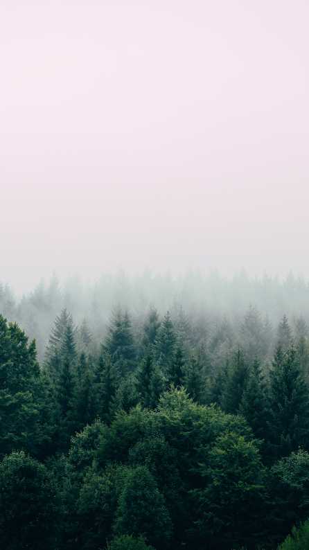 nature mobile wallpaper
