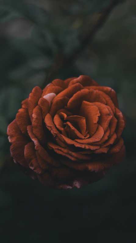 Flower Mobile wallpaper