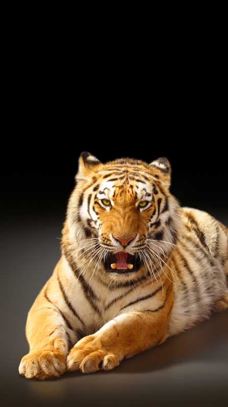 tiger mobile wallpaper