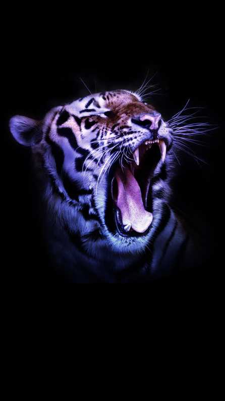 HD 4K tiger Wallpapers for Mobile